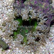 Rock Blume Anemone grau