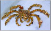 albastru deschis Decorator Crab, Camposcia Decorator Crab, Păianjen Decorator Crab (Camposcia retusa) fotografie