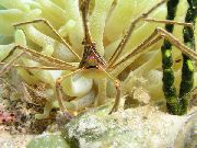 жут Arrow Crab, Caribean Spider Crab, Caribean Ghost Crab (Stenorhynchus seticornis) фотографија