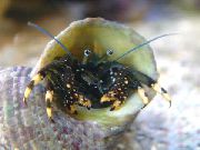 Black Hermit Crab (Yellow-Footed Hermit Crab) бео