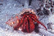 Hvít-Spotted Hermit Crab brúnt