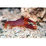 Debelius Reef Lobster браон