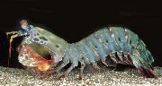 Harlequin Mantis Shrimp (Peacock Mantis Shrimp) сив