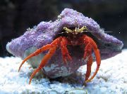 Scarlet Hermit Crab црвен