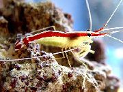 Indo-Pacific White Banded Cleaner Shrimp бео