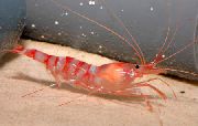 Kukenthal’S Cleaner Shrimp црвен