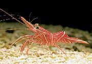 Pneumatinis Verstuvas (Kupranugaris, Saldainiai, Šokiai, Hingebeak, Durban Vyrių-Snapas) Krevetės raudonas