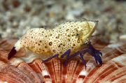 Violetinė Kojomis Marmuro Krevetės rudas
