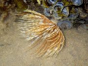 Feather Duster Worm (Indian Tubeworm) жут