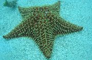 Reticulate Morska Zvezda, Caribbean Blazine Zvezda siva