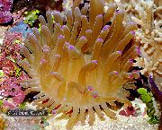 Anemone Atlantic galben