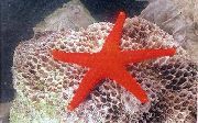 raudonas Raudona Starfish (Fromia) nuotrauka