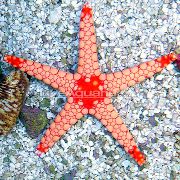 rudas Raudona Starfish (Fromia) nuotrauka