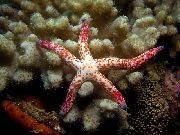 rudas Raudona Starfish Multiflora (Linkia multiflora) nuotrauka