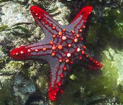 赤いノブ海の星（赤脊椎スター、深紅ノブスターフィッシュ） 緑色