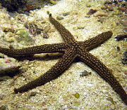 šviesiai mėlynas Galatheas Sea Star (Nardoa sp.) nuotrauka