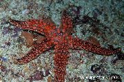 Galatheas Sea Star raudonas