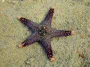 mėlynas Choc Lustas (Rankenėlę) Sea Star (Pentaceraster sp.) nuotrauka
