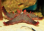 raudonas Choc Lustas (Rankenėlę) Sea Star (Pentaceraster sp.) nuotrauka