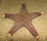 šviesiai mėlynas Choc Lustas (Rankenėlę) Sea Star (Pentaceraster sp.) nuotrauka
