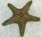 Choc Chip (Κουμπί) Sea Star γκρί