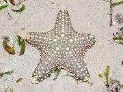 Choc ჩიპი (Knob) ზღვის ვარსკვლავი ზოლიანი