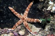 Burgundy Morska Zvezda rjava