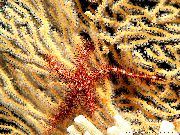 raudonas Kempinė Lūžinėjantiems Sea Star (Ophiothrix) nuotrauka