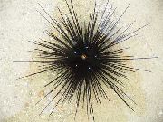 Longspine Zee-Egel zwart