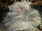 pembe Boncuklu Deniz Anemon (Adi Anemon) (Heteractis crispa) fotoğraf