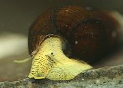 пресноводные моллюски (улитки) Тиломелания (Улитка-кролик) для аквариума, Yellow rabbit snail