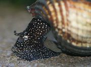   ()  (-)   , White spotted rabbit snail