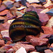 barna kagyló Japán Csapóajtót Csiga (Tó) (Viviparus) fénykép