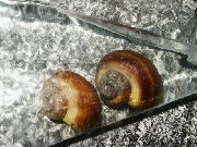 barna kagyló Pomacea Gigas (Ampularia gigas (Pomacea gigas)) fénykép