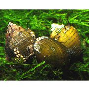 žlutý škeble Hairly Hlemýžď (Thiara cancellata) fotografie