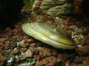 зеленуватий молюск Перловица Звичайна (Unio pictorum) фото