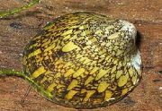 Abalone Caracol amarelo molusco