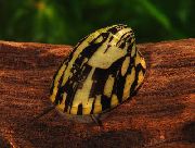 чорний молюск Септарія (Septaria porcellana) фото
