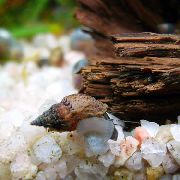 barna kagyló Melanoides Granifera  fénykép