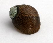 Flod Nerite Theodoxus brun mussla