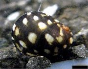 River Nerite Theodoxus svart musling