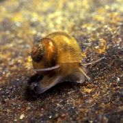 Europeisk Ström Valvata brun mussla