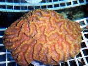 морские кораллы жесткие Гониастрея для аквариума, Goniastrea Australiensis