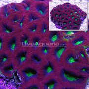 морские кораллы жесткие Гониастрея для аквариума, Goniastrea palauensis
