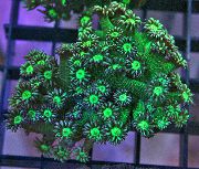 zöld Virágcserép Korall (Goniopora) fénykép