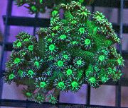 Pot De Fleurs De Corail vert