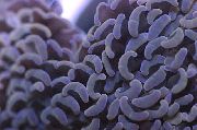 морские кораллы жесткие Эуфиллия коричневый для аквариума, Euphyllia paraancora
