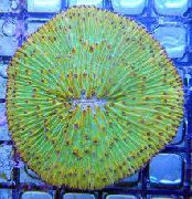 Plaque De Coraux (Corail Champignon) vert