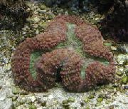 barna Karéjos Agy Korall (Nyitott Agy Korall) (Lobophyllia) fénykép