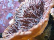 морские кораллы жесткие Мерулина коричневый для аквариума,